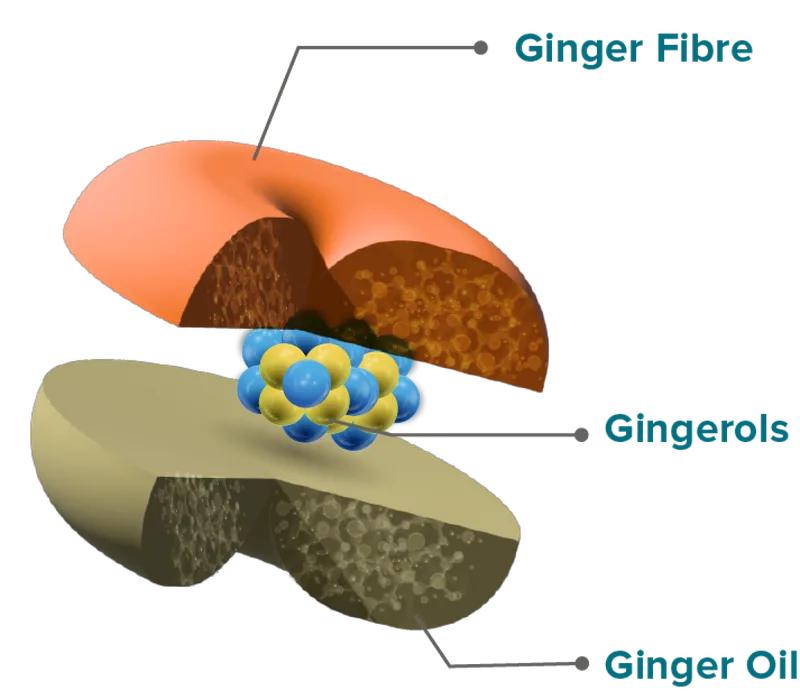 Ginactiv — Aurea Biolabs